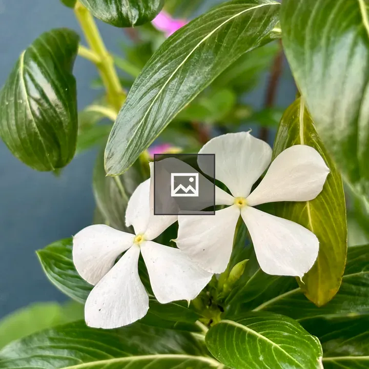 Two White Flowers Among Leaves