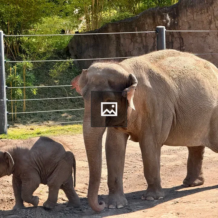 Mother Elephant and Calf at the Zoo