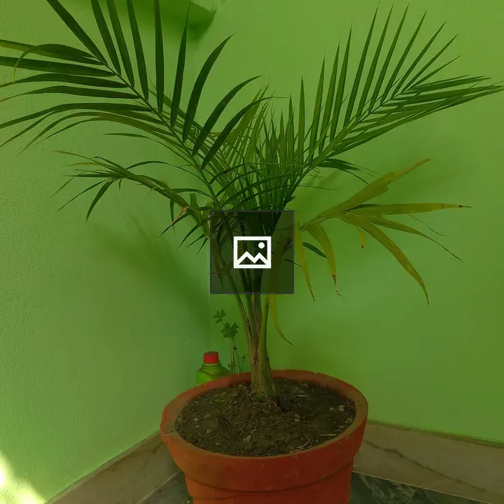 Potted palm plant in corner