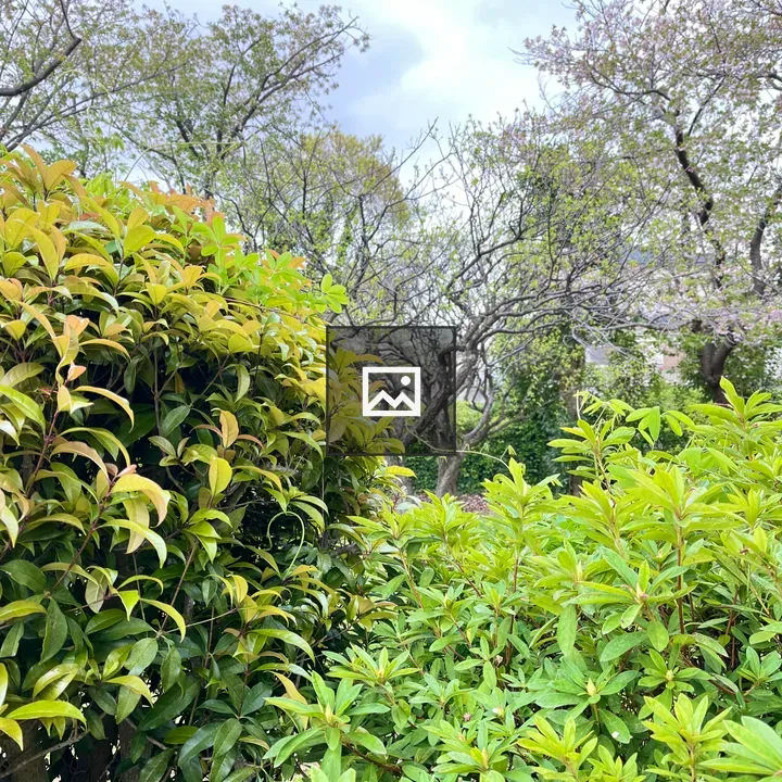 Lush green bushes with trees