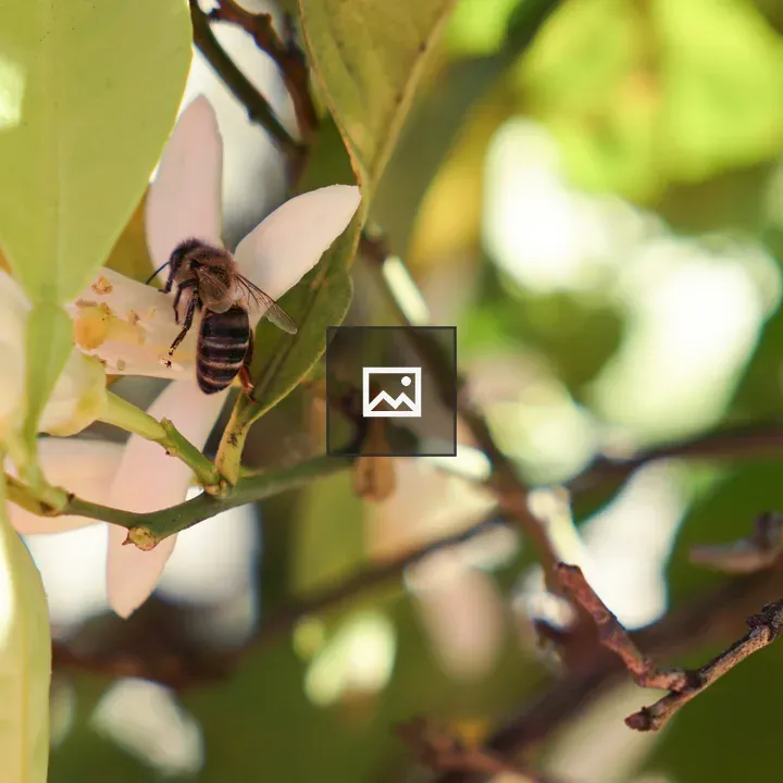 Bee on white orange blossom