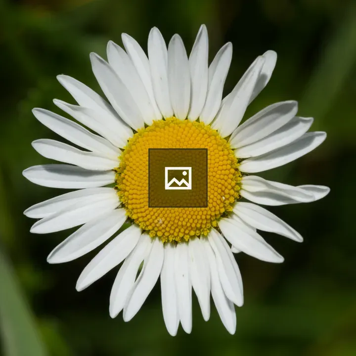 Meadow daisy flower