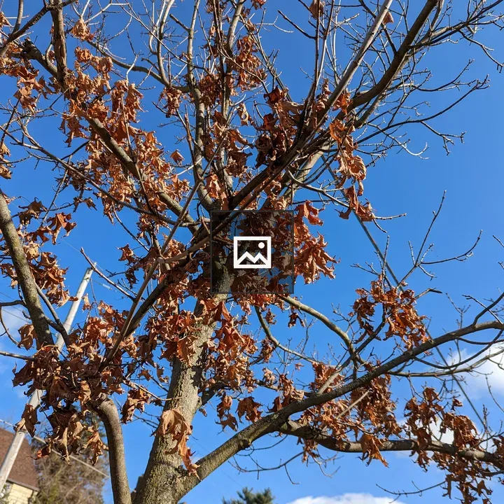 Red Leaves on a Tree