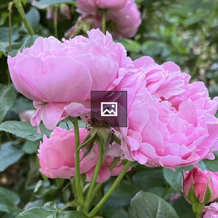Close-up pink roses
