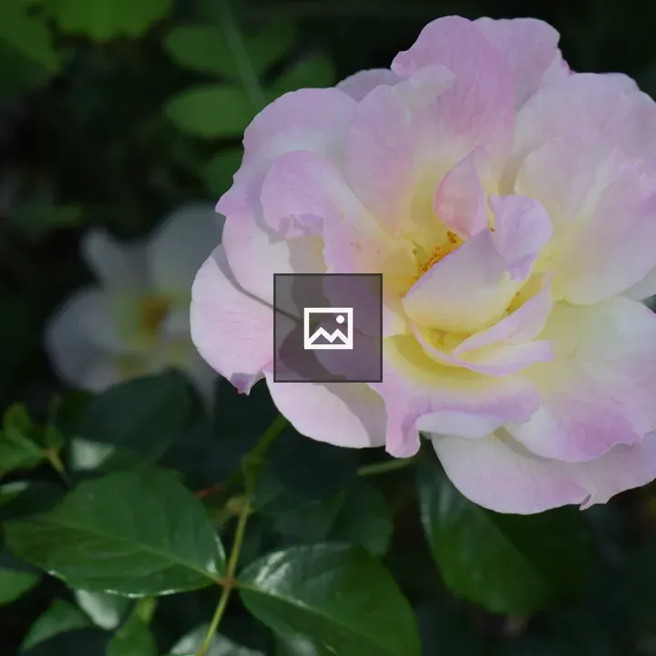 Rose bloom close-up