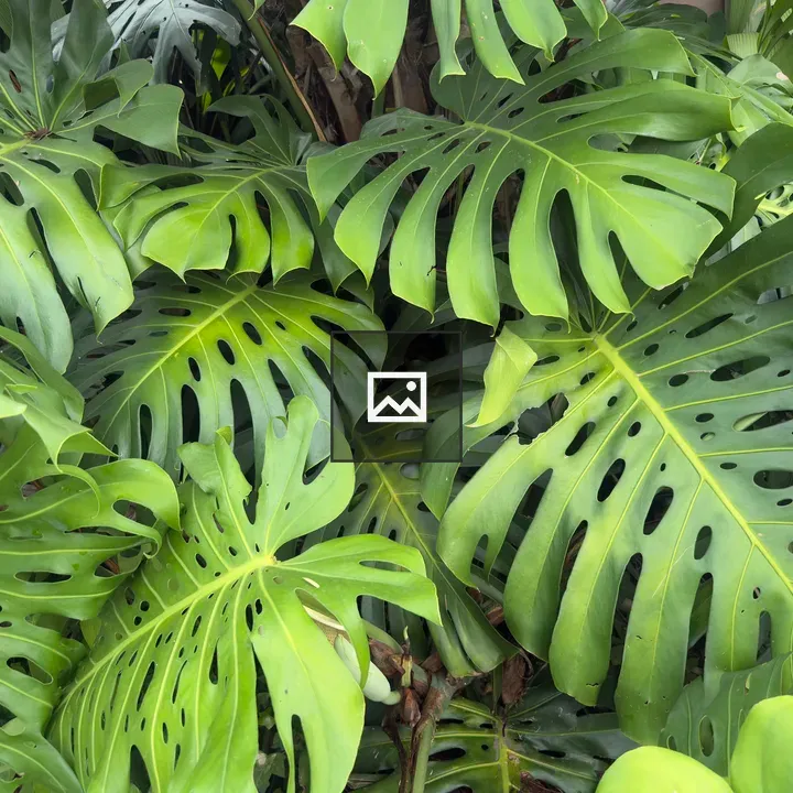 Monstera Leaves Dense Cluster