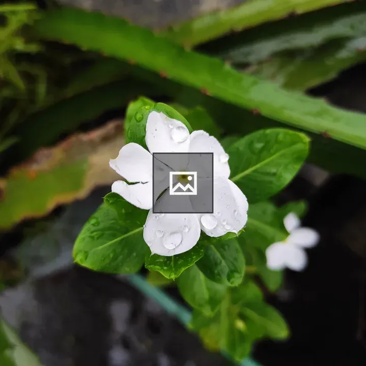White Madagascar Periwinkle Flower