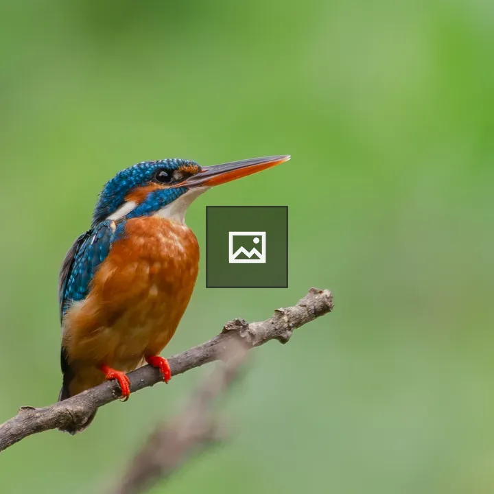 Common Kingfisher on Branch