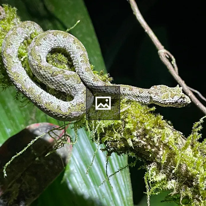 Slender snake on mossy branch