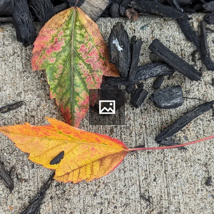 Two Yellowing Leaves on Concrete
