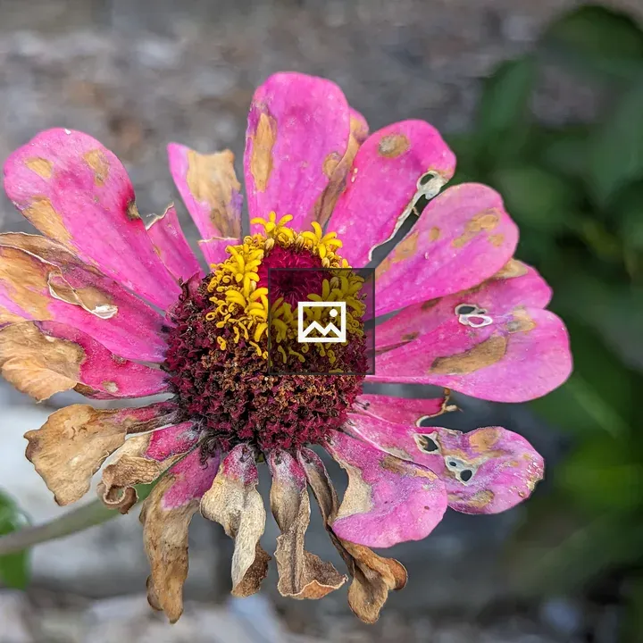 Pink and Yellow Zinnia (Wilted)