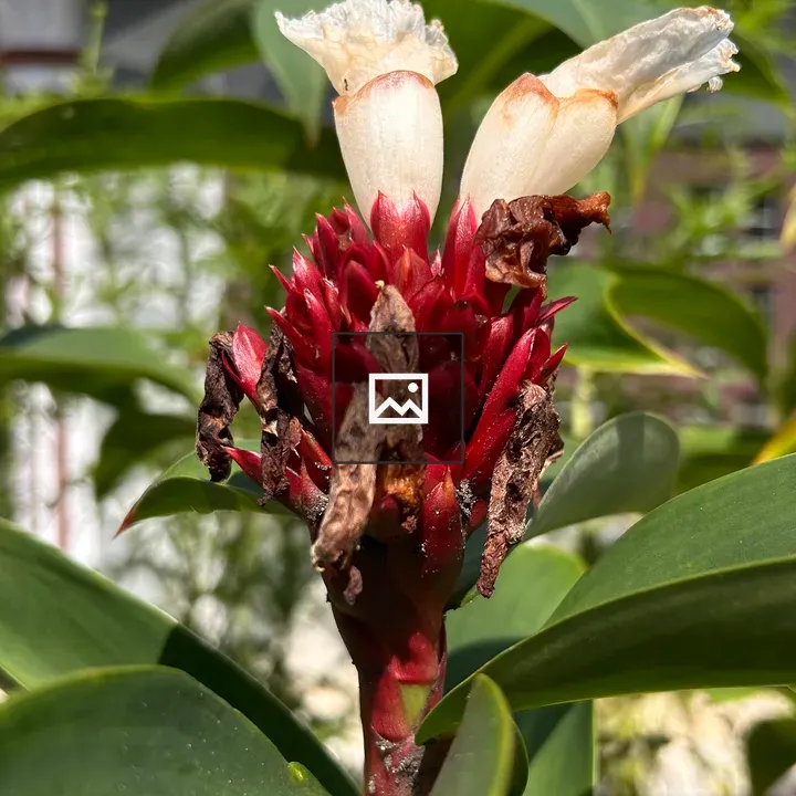 Close-up of flowering plant with red bracts