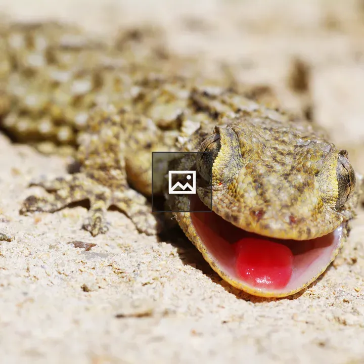 Gecko lizard smiling for the camera