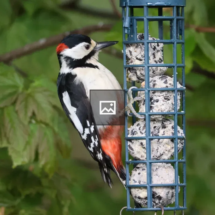 Greater Spotted Woodpecker Feeding