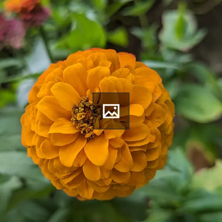 Zinnia Flower Portrait