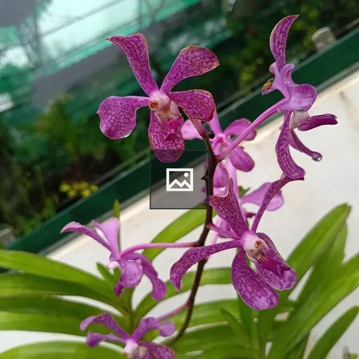 Portrait of a Violet Flower