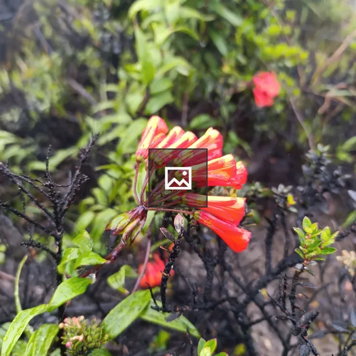 Red trumpet flowers cluster