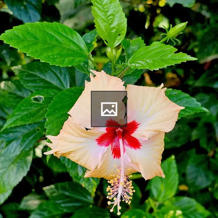 Hibiscus Flower in Green and Pink