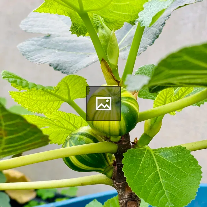 Close-up of Unripe Figs on Branch