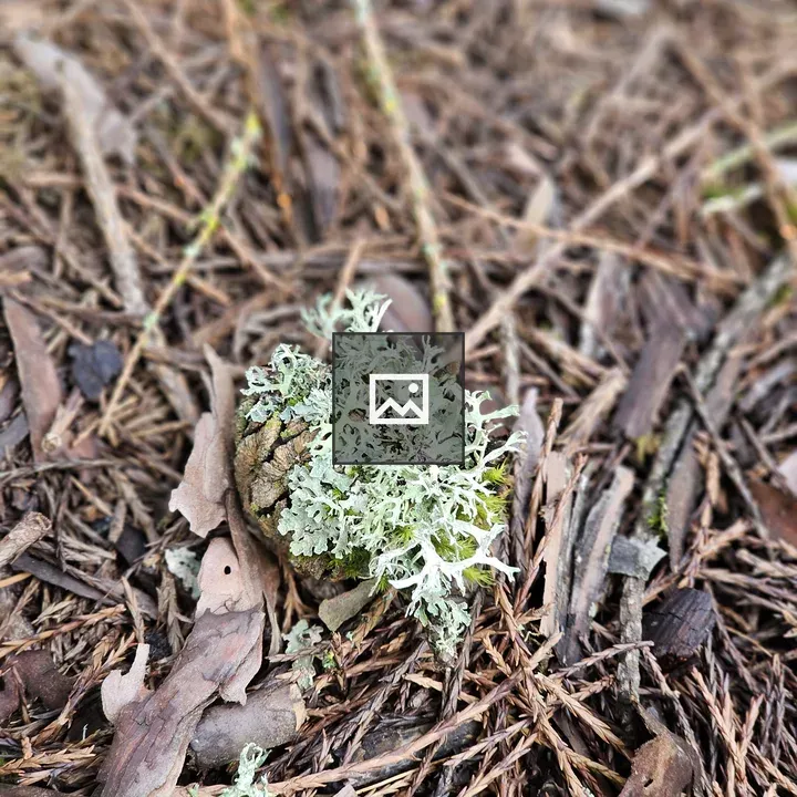 Lichen on Pine Cone in Hoyt Arboretum