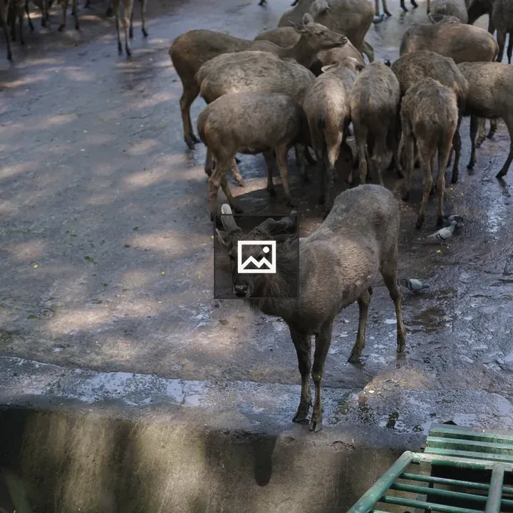 Deer at Thiruvananthapuram Zoo