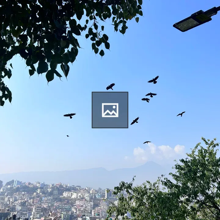 Birds in Clear Weather