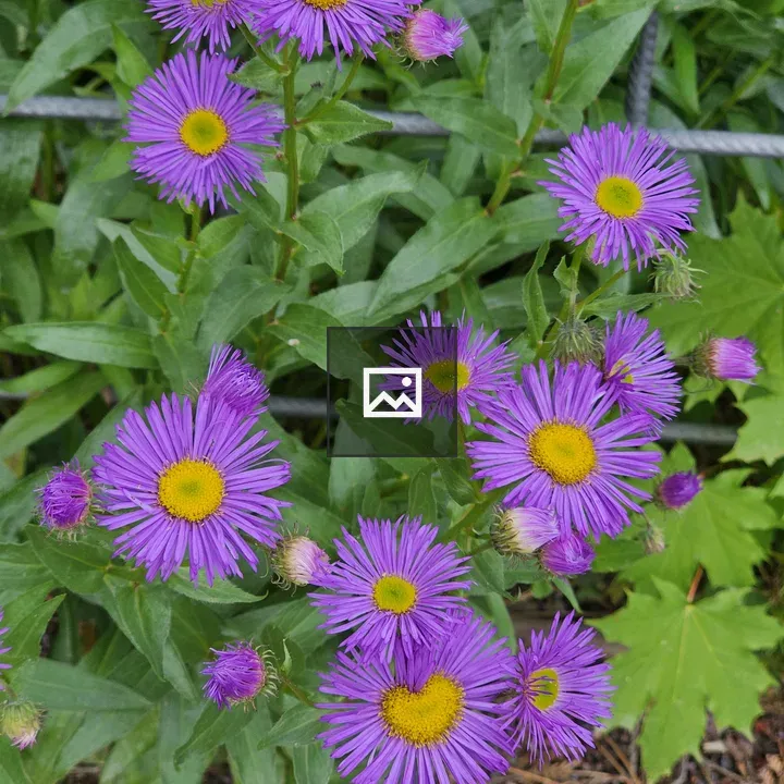 Alpine Aster Cluster