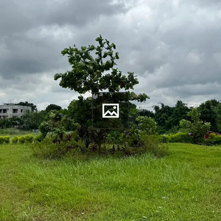 Solitary Tree in Green Field