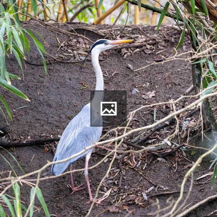 Grey heron in green foliage