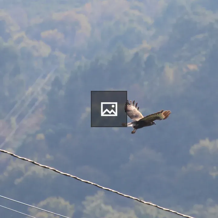 Bird of prey in flight over forest