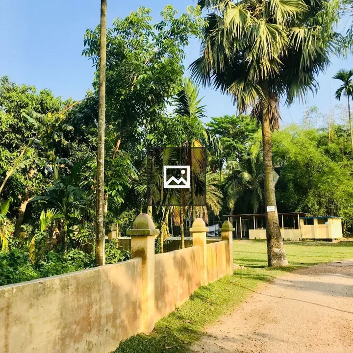Rural scene with dirt path and palm trees