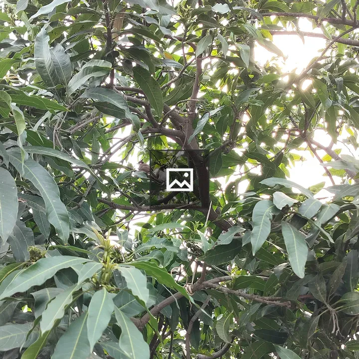 Close-up Mango Tree Foliage