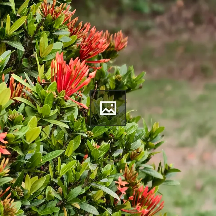 Ixora flower close-up