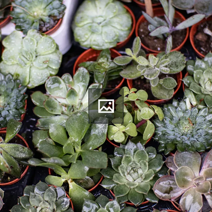 Succulent Plants
