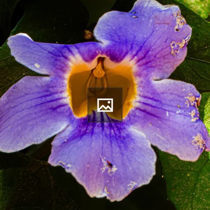 Purple Bengal Clockvine Flower