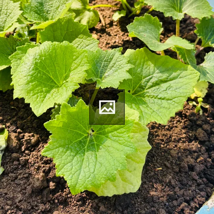 Close-up Leaves in Soil