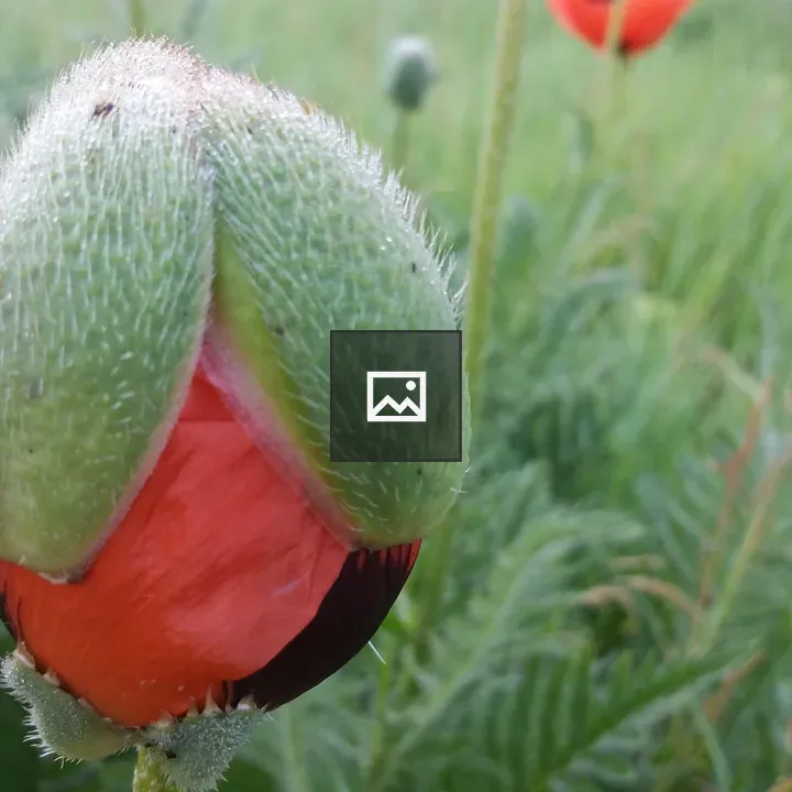 Poppy in mid-bloom