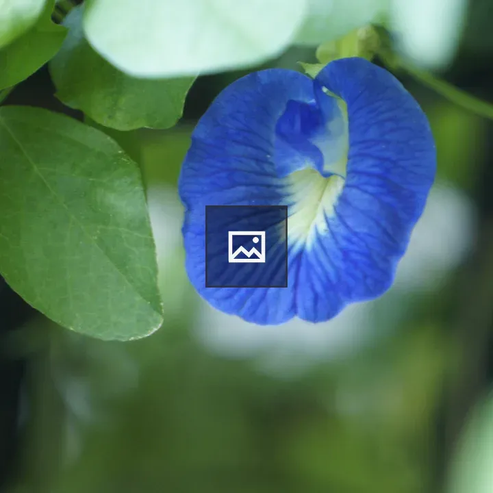 Butterfly pea flower close-up