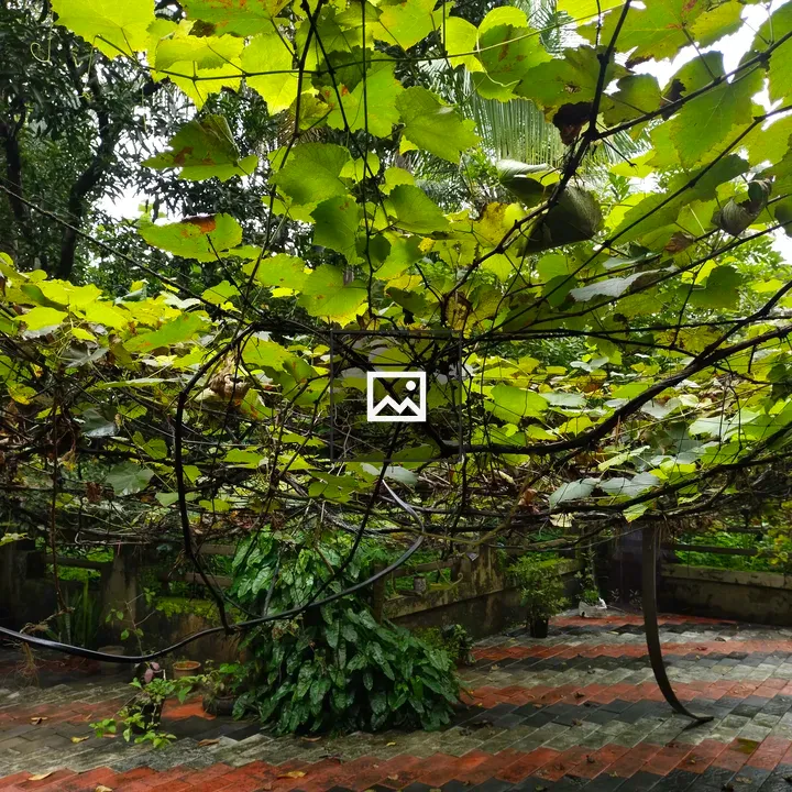 Grape tree in rain