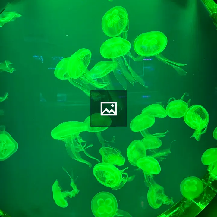 Moon jellyfish in dark tank