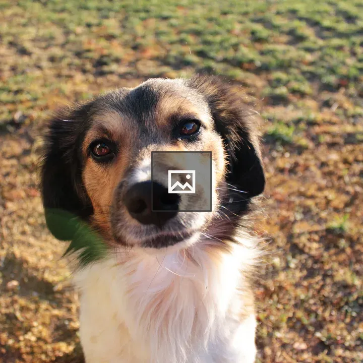 Dog Looking at You