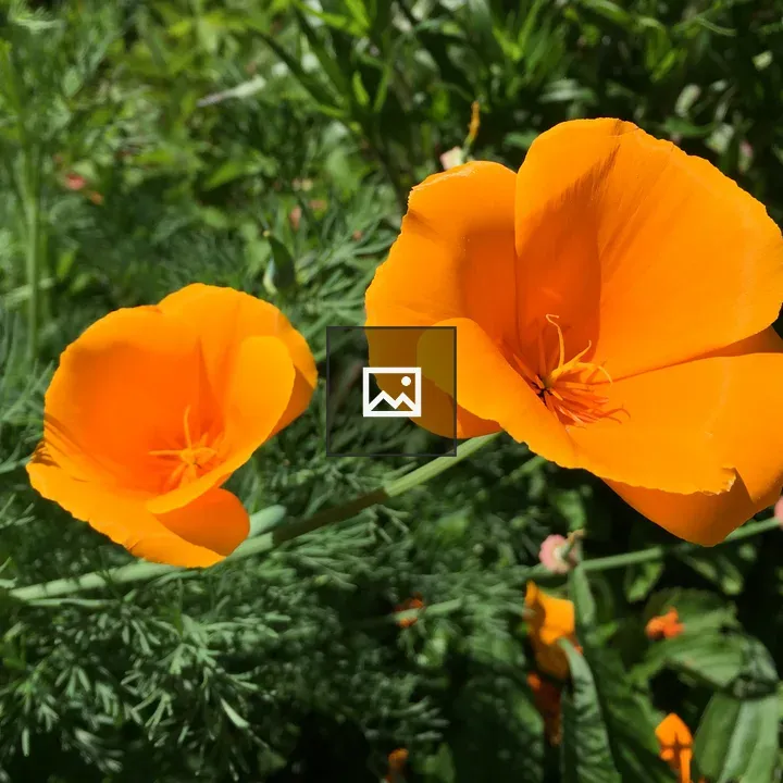 Orange California Poppies