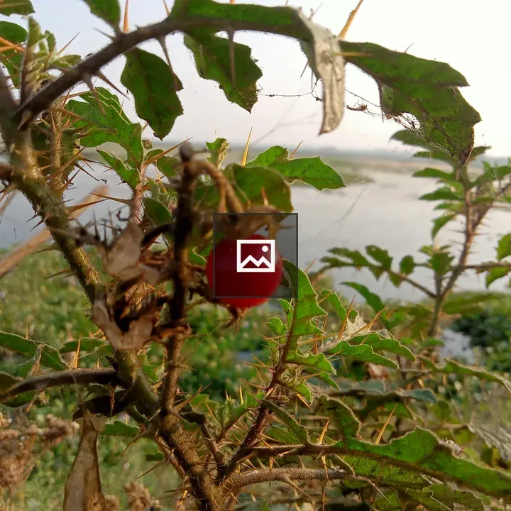 Thorny plant with red berries