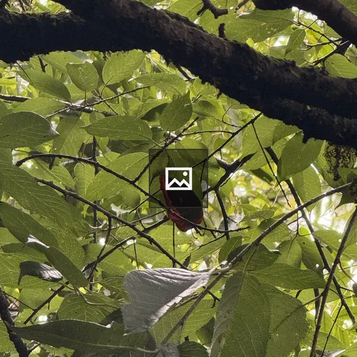 Brown leaf on a branch