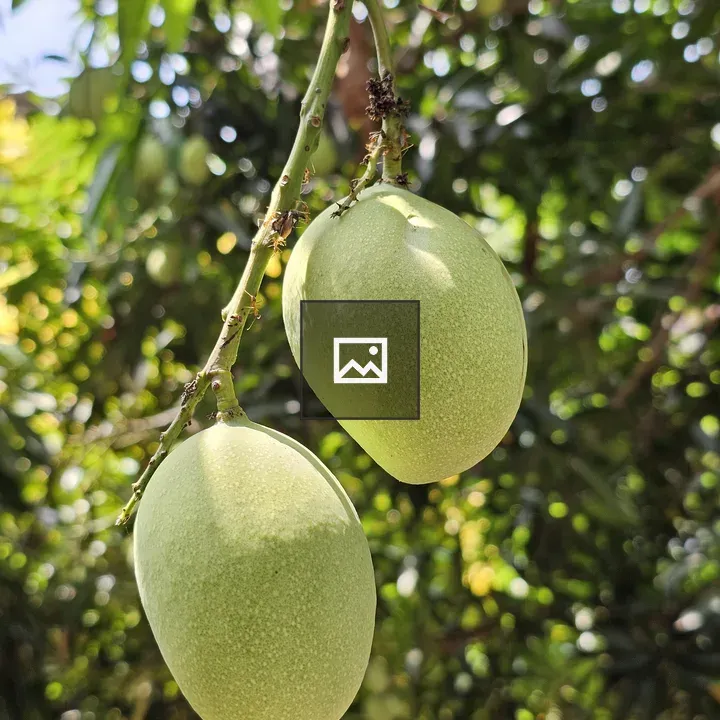 Two green mangoes on branch