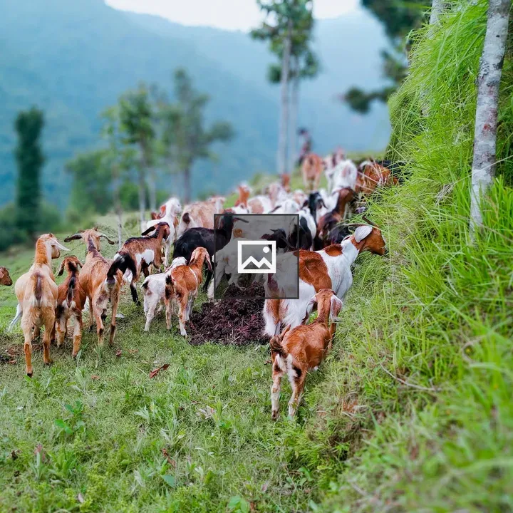 Goats Grazing Near Pokhara
