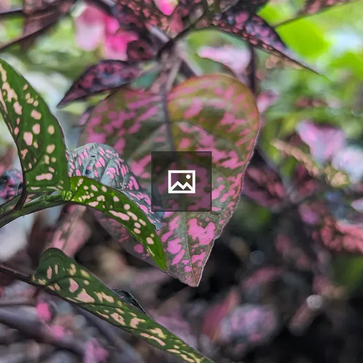 Leaves with pink splotches