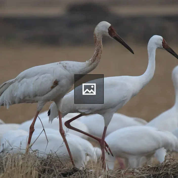 Siberian Cranes in a Field
