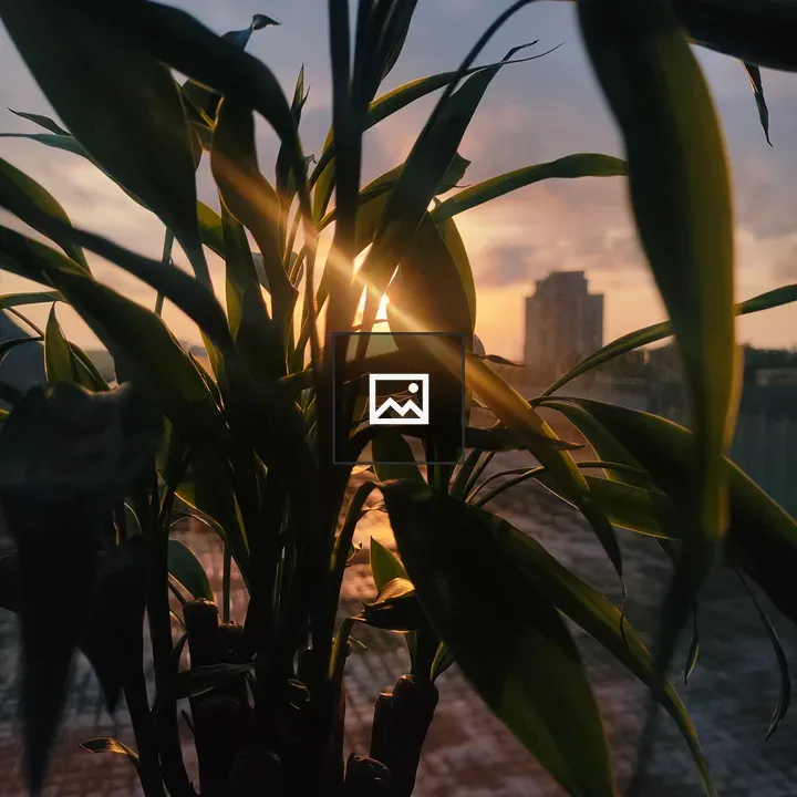 Leaves Translucent Sunset Portrait