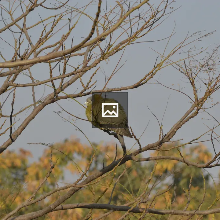 Green-yellow Bird on Branch